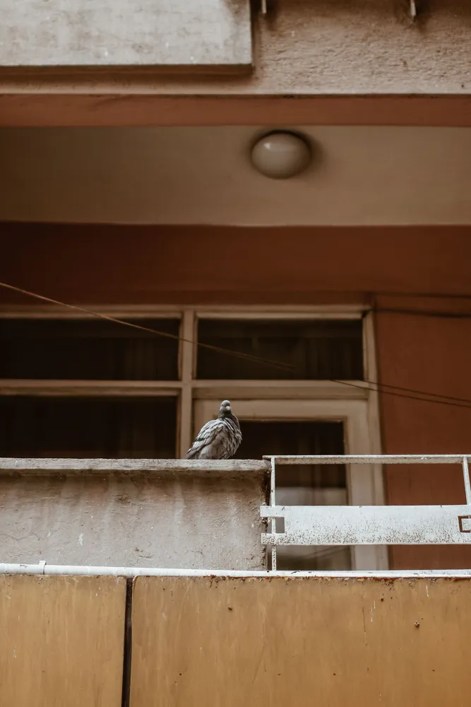 reinigungsdienst-wien.at – Taubenkotentfernung Wien: eine Taube auf dem Balkon eines Wohngebäudes als Ursache von Balkonverschmutzung